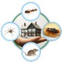 Angie Pest Control logo